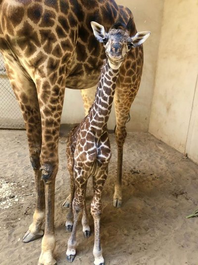 Baby giraffe 2.jpg