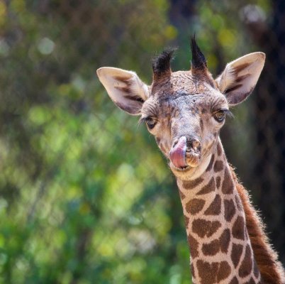 Baby giraffe 3.jpg