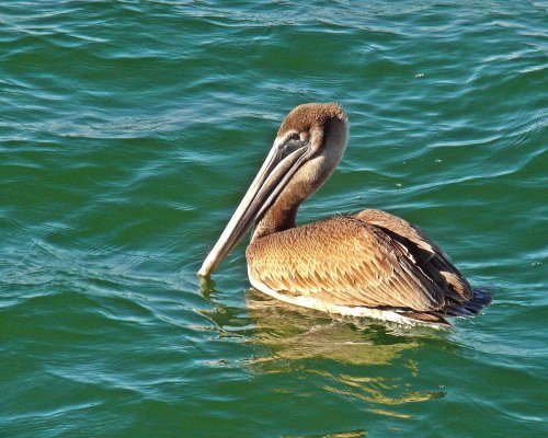 Pelican 1.jpg