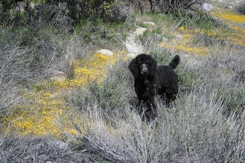 Charlie&Flowers.jpg