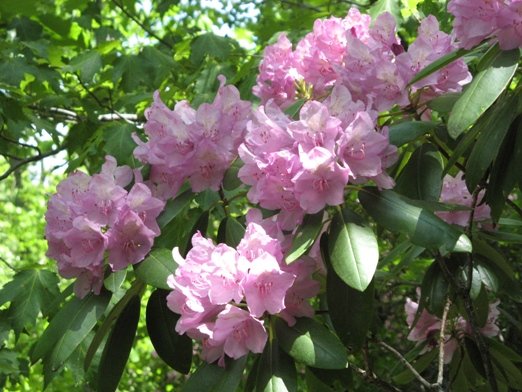 Day 14 - Rhododendron branch.jpg