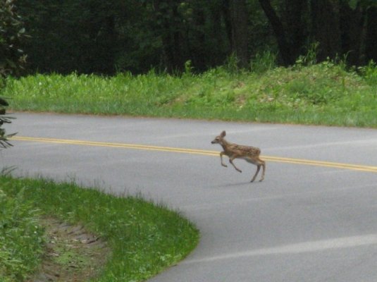 Day 15 - Fawn Xing Road.jpg