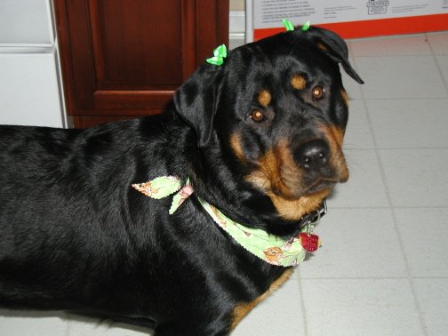 Della in bows.JPG