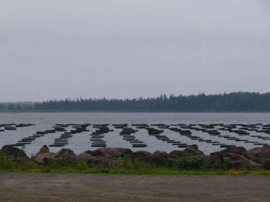Farming Mussels [800x600].JPG