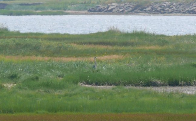 Blue Heron [800x600].JPG