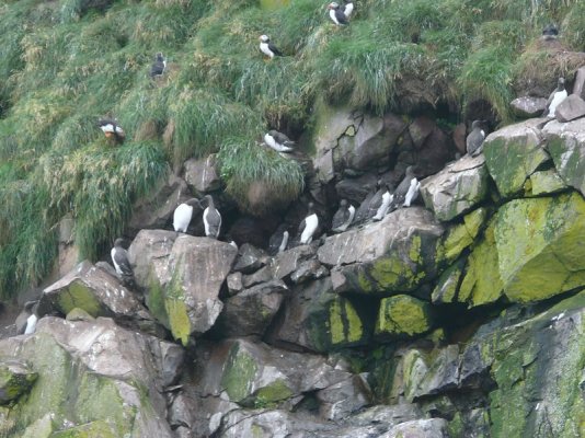 Common Mures and Puffins [800x600].JPG