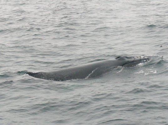 Humpback [800x600].JPG