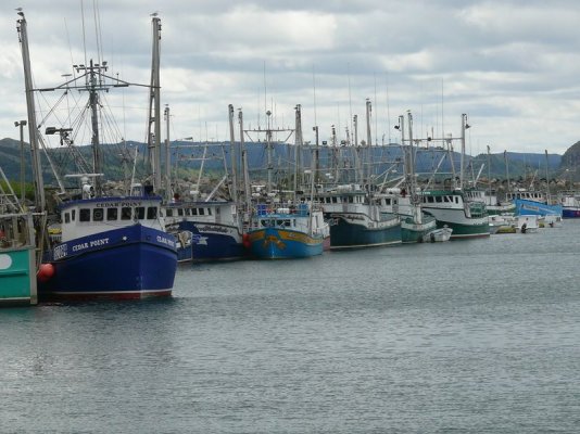 Port de Grave Fishing Fleet [800x600].JPG