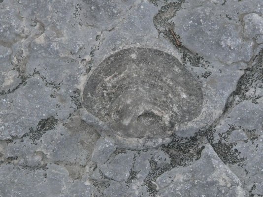 Fossil [800x600].JPG