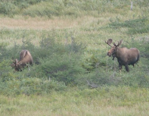 Moose at L'Anse aux Meadows [800x600].JPG
