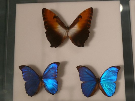 Butterfly 1 [800x600].JPG