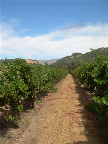 vineyard1.jpg