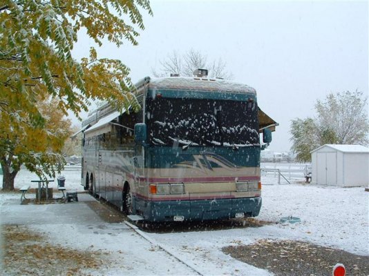 Bird in Snow.jpg