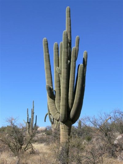 Saguaro-10 (Medium).JPG