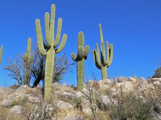 Saguaro-12 (Medium).jpg