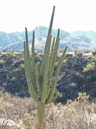 Saguaro-14 (Medium).jpg