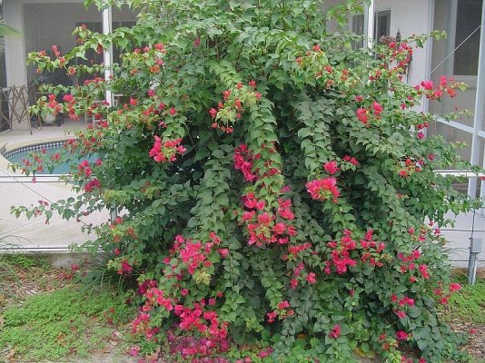 Bougainvillea dec20 08.jpg