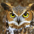 Great Horned Owl