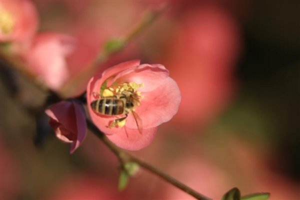 Spring Flowers 05 019 (Small).jpg