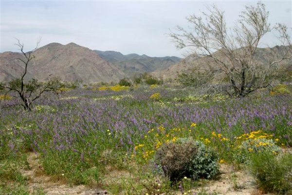 Joshua Tree Vista.JPG