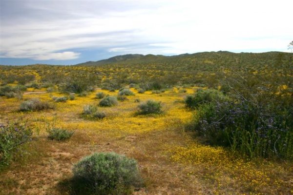 High Desert Carpet, Inyo County,CA (Small).jpg