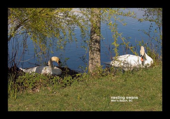 nesting swans.jpg