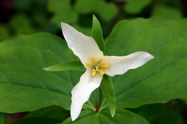 Trillium.JPG