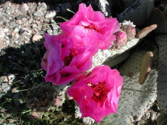 Prickly Pear in Bloom(med).JPG