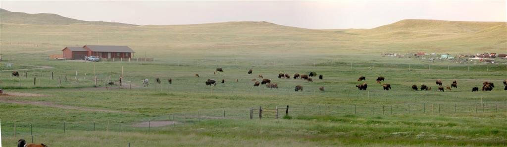 A Buffalo Heard (Large).jpg