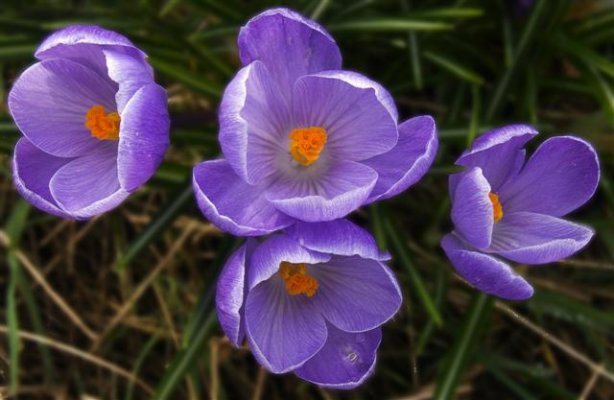 wild-crocus (Small).jpg