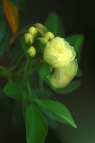 Lady Banksia Rose in motion (Small).jpg