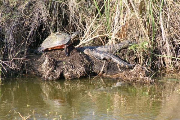 Turtle and 2 Alligators (Small).JPG