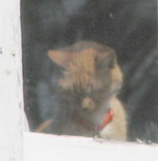 04 Cat in Window (Small).jpg