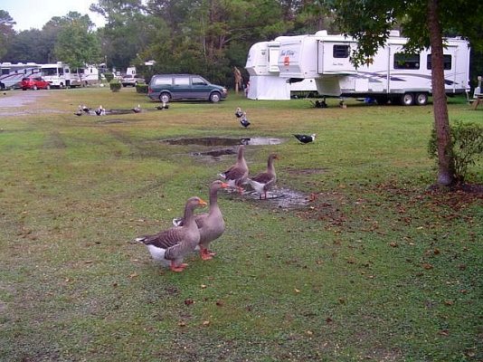 A Ducky Goosey Party.jpg