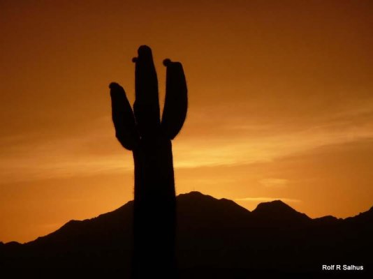 Cactus Sunset 1.jpg