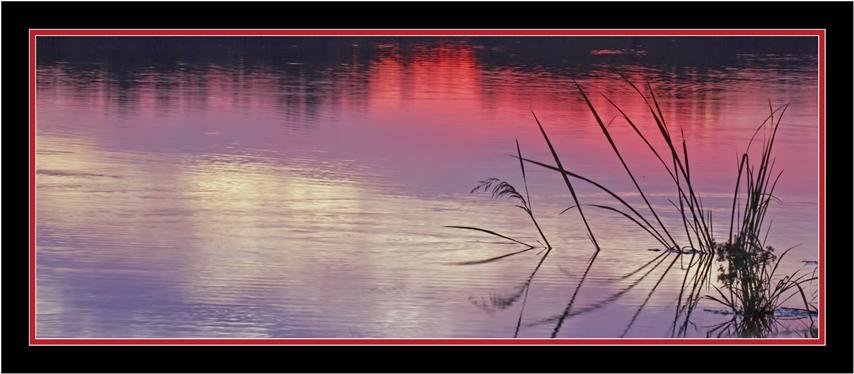 Reeds at sunset (Small).jpg