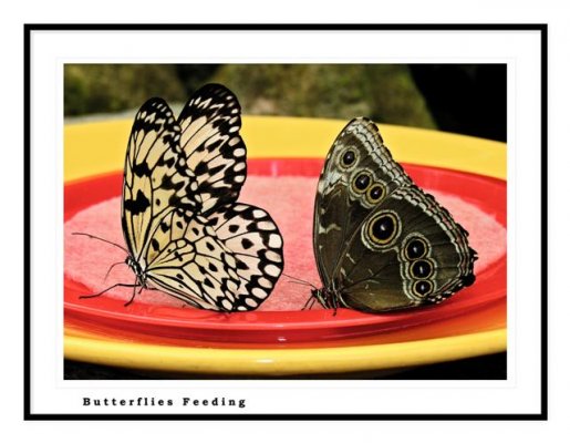 Butterflies feeding.gallery.F (Small).jpg