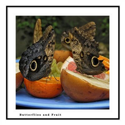 butterflies&Fruit.gallery.F (Small).jpg