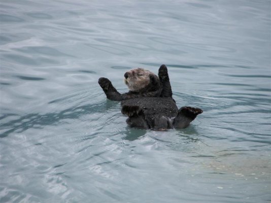 Sea Otter.jpg