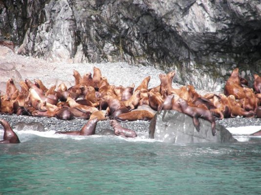 Stellar Seal Lions.jpg