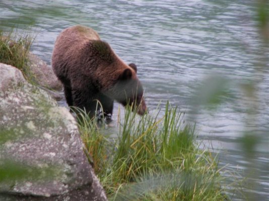 Bear in Portage Cove.jpg