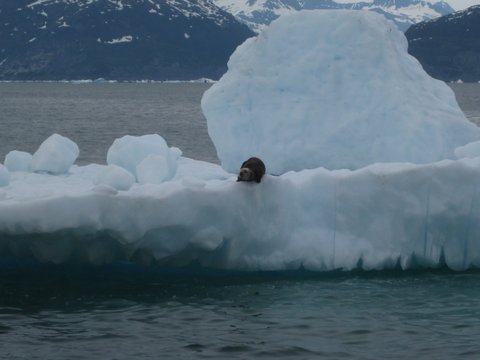 otterOnIceberg.JPG