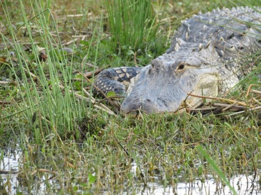 Alligator (640x480).jpg