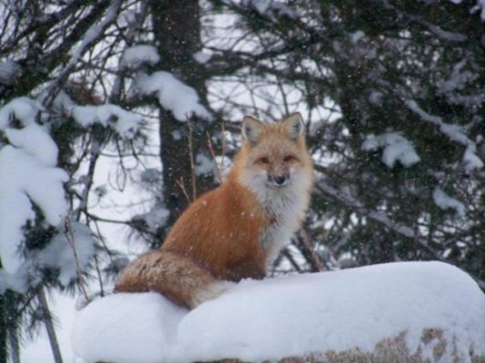 Our Foxy Friend (Small).jpg