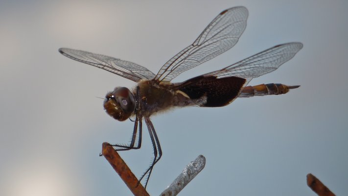 Dragonfly's wings.jpg