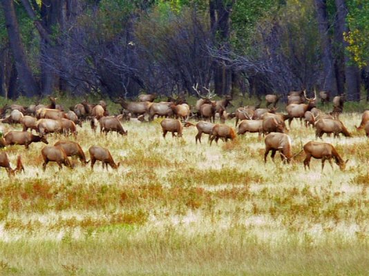 Just a few Elk.JPG