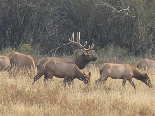 More Elk.JPG