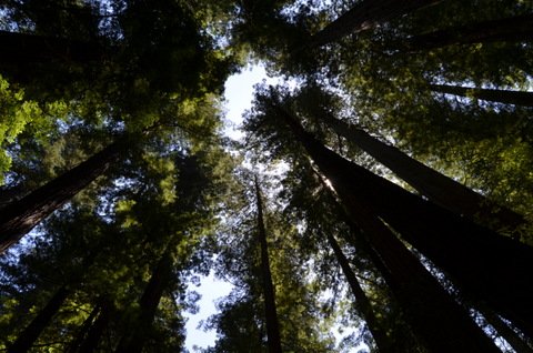 Redwood Forest 019.JPG