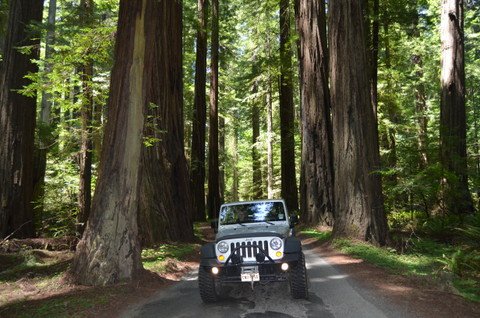 Redwood Forest 017.JPG