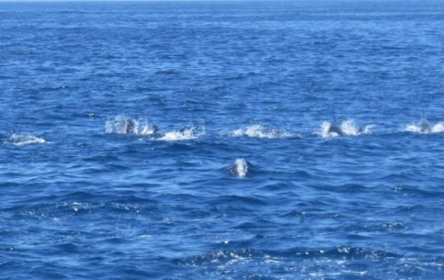 7-24-14 Hundreds of Dolfins Whale Watch Ventura14.JPG